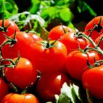 Coltivare pomodori in vaso è semplicissimo: i segreti per un raccolto abbondante