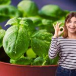 Il segreto dei giardinieri per un basilico più verde, aromatico e resistente