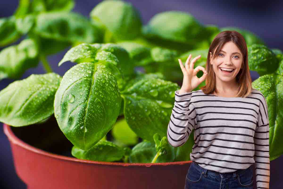Basilico sempre verde