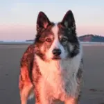 Cani in cabina dal 23 settembre: tra regole nuove e costi extra esplode il dibattito sui voli italiani