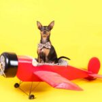 Viaggiare con i cani in aereo: ecco come cambiano le regole e i costi