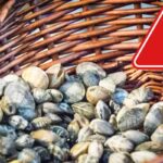 Allarme del Ministero su un lotto di frutti di mare: c’è un pericolo serio in etichetta