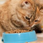 Cibo per gatti: la scritta che sembra innocua ma può nascondere ingredienti sbagliati