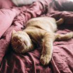 Dorme accanto a te ogni notte: il vero significato nascosto del comportamento del gatto