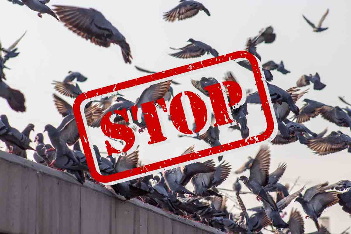 Invasione