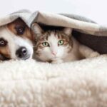 Casa con animali: il metodo naturale per disinfettare senza rischi per cani e gatti